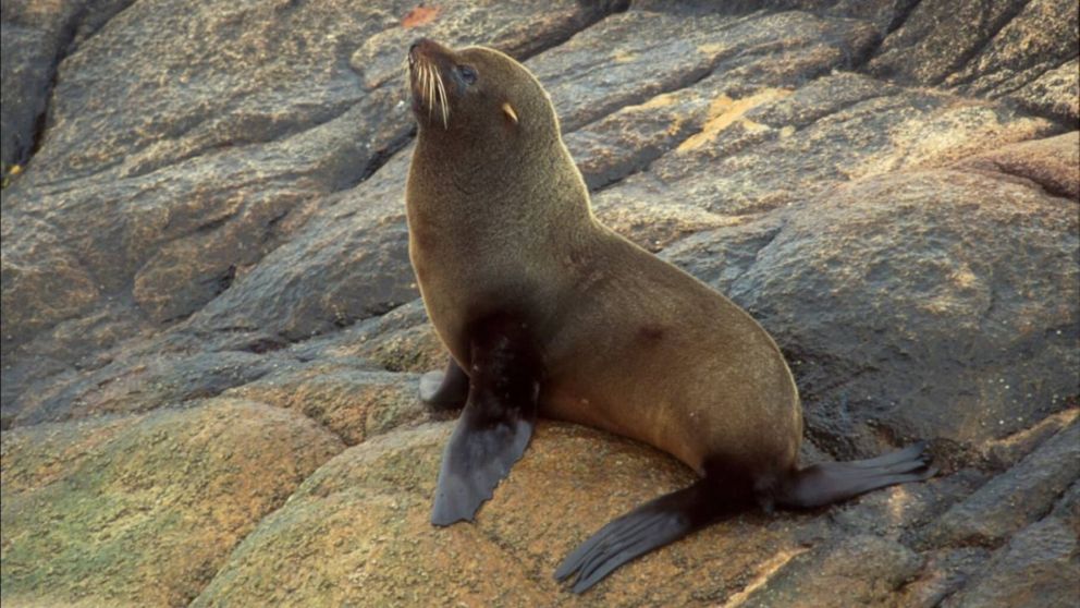 El lobo marino sobrevivió al ataque de tres perros. (Imagen ilustrativa)