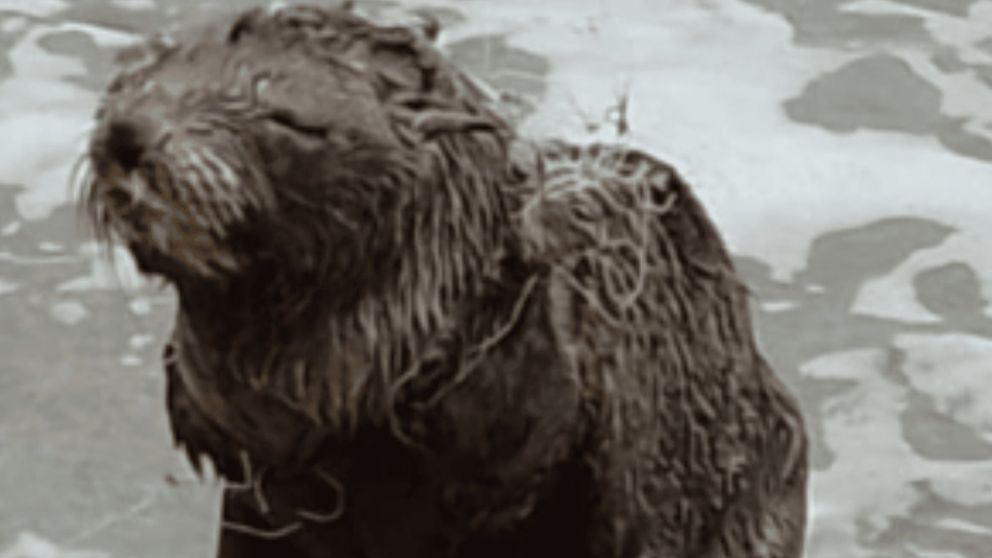 El lobo marino pudo escapar de los perros que lo atacaron (Foto 0223).