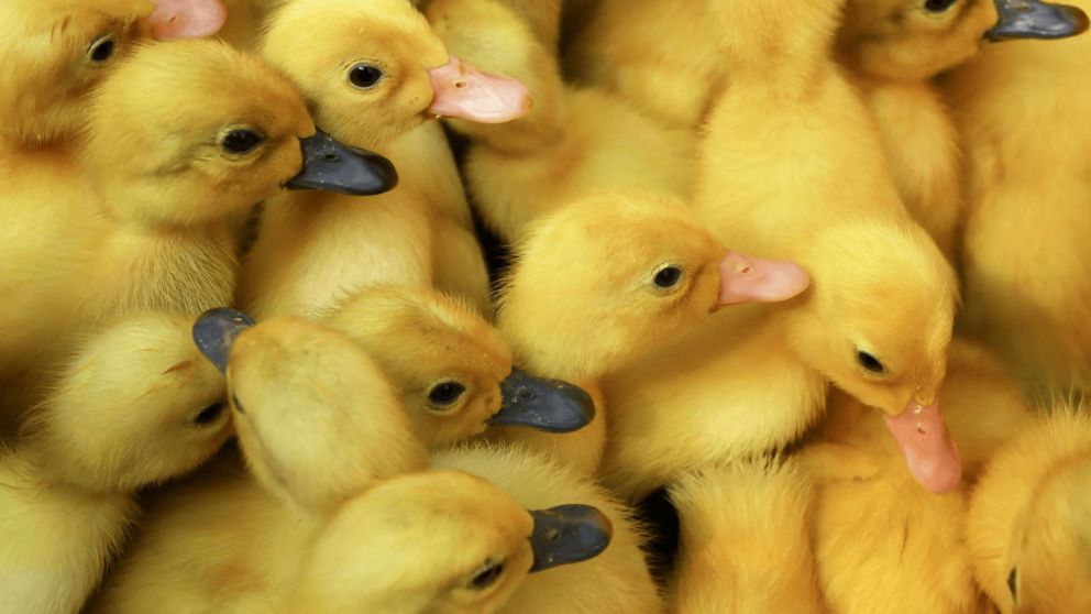 ¿Podés encontrar al pollito entre los patos? Resolvé este difícil reto visual en 15 segundos. (Foto: Freepik).