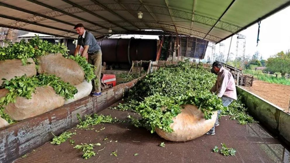 Sin respuestas del Gobierno, el paro de los productores yerbateros cumplirá un mes el jueves.