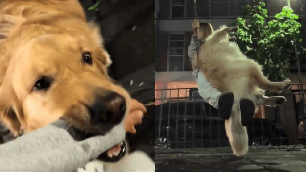El perro, un golden retriever llamado Arturo, conquist� a todos en las redes con su divertida t�cnica (Captura TikTok).