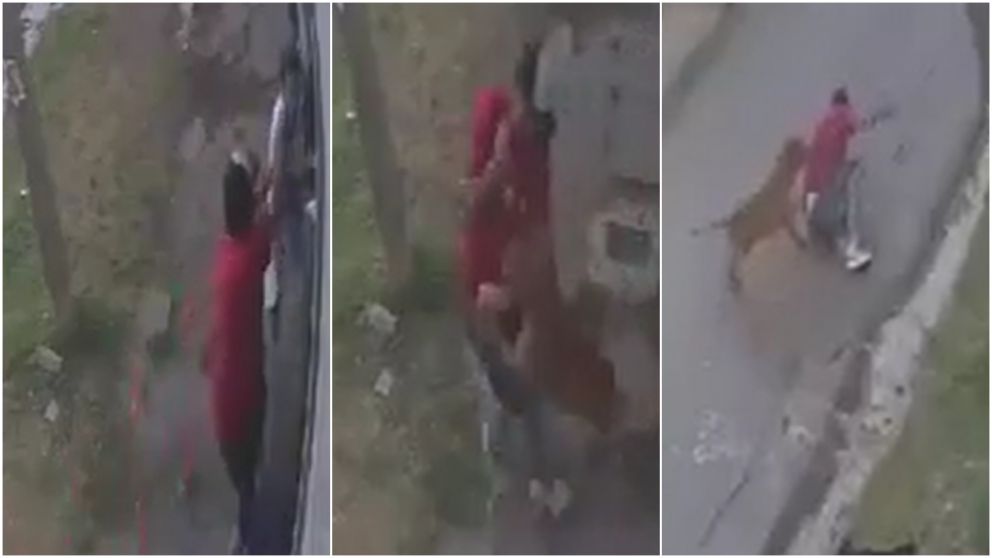 Así defendió a su dueño de un ataque entre dos.