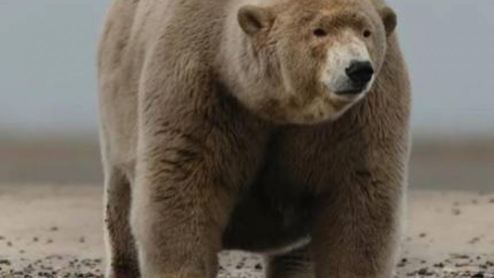 Bautizado como el “Gordo Alberto”, este ejemplar pesa entre 500 y 600 kilos.