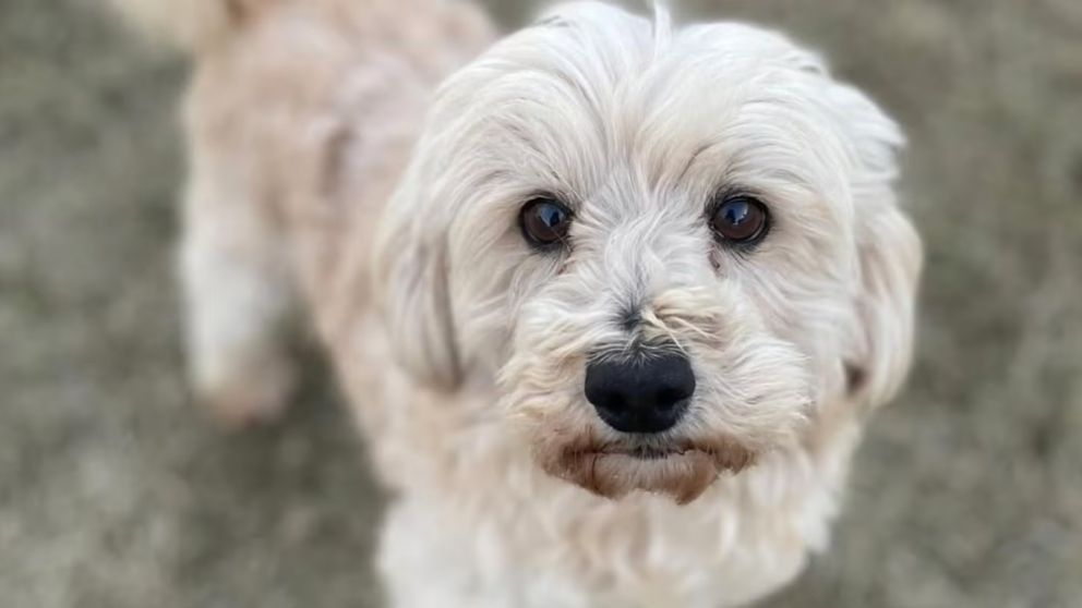 "Tefo" fue brutalmente golpeado.