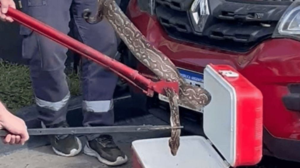El reptil fue detectado en el motor de un vehículo.