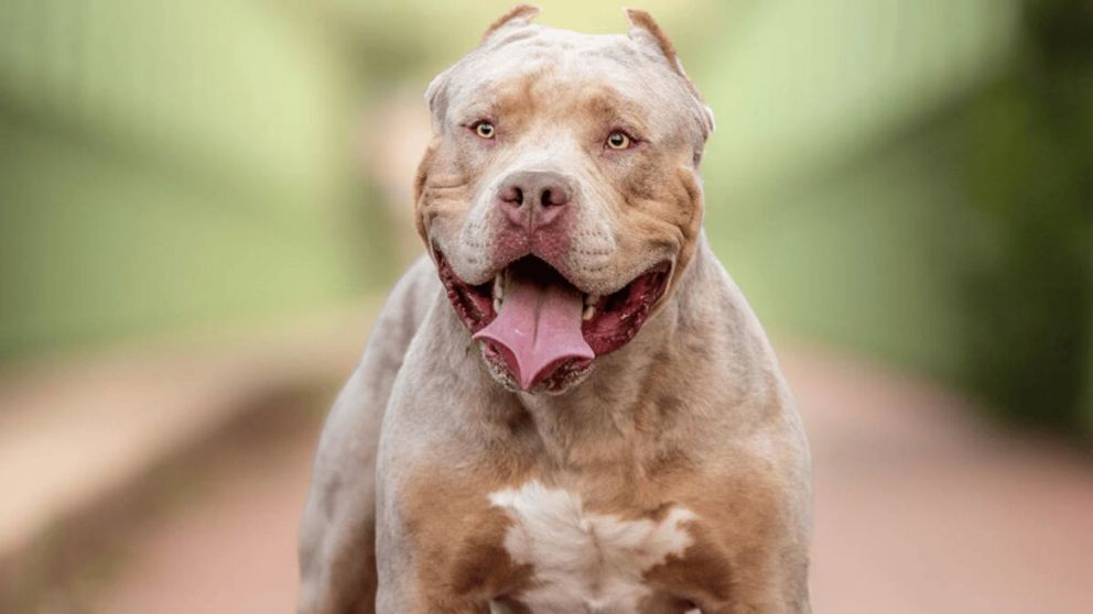 Un joven murió tras ser brutalmente atacado por sus tres perros en un parque (Imagen ilustrativa).