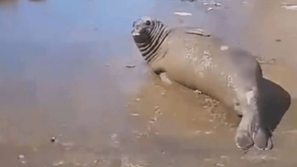 ¡VIDEO! Apareció un lobo marino en un arroyo de La Plata