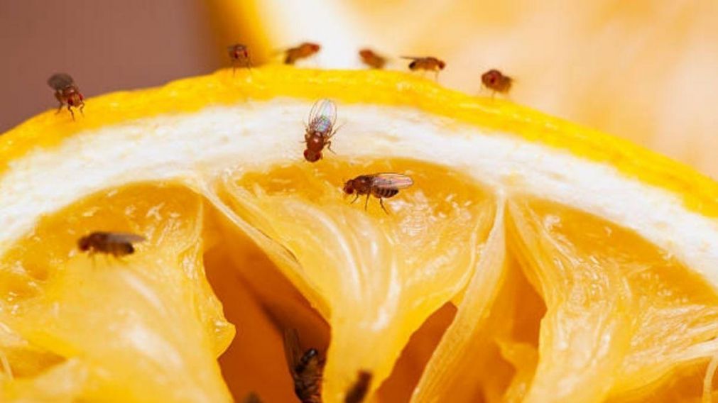 No molestan más: 5 trucos para eliminar las moscas de la fruta.