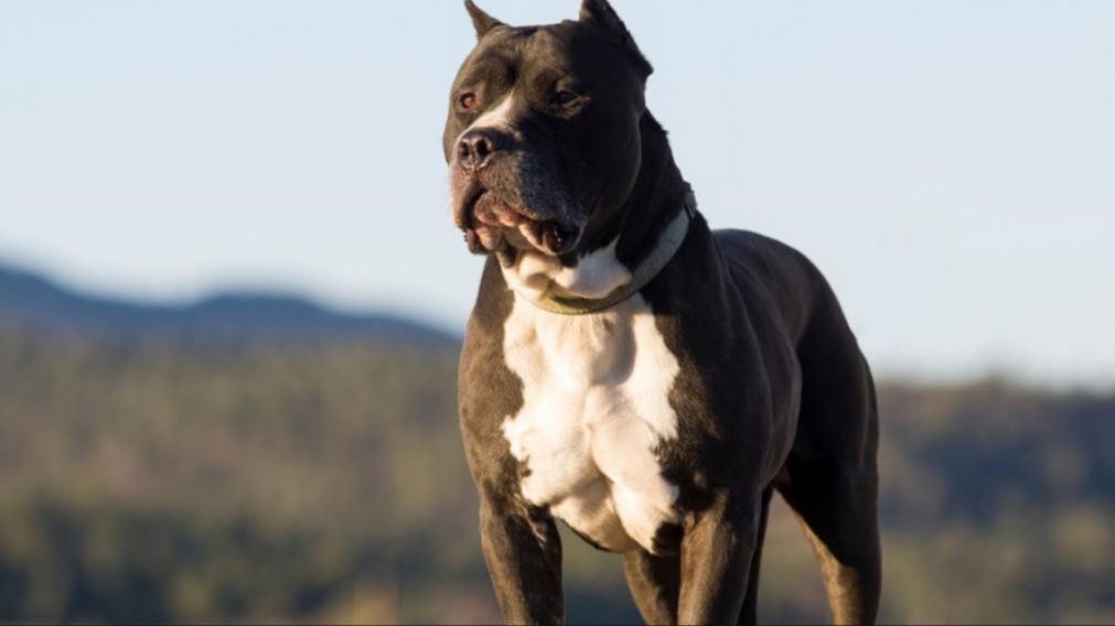 El perro sería de unos vecinos de la víctima (Foto EFE).