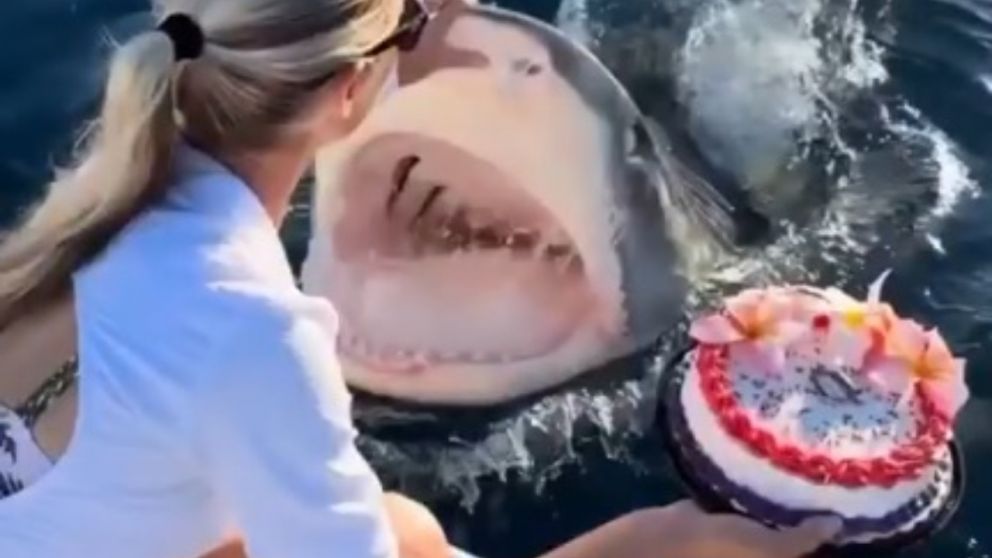 ¡Cuidado con la torta de cumpleaños Vicky!