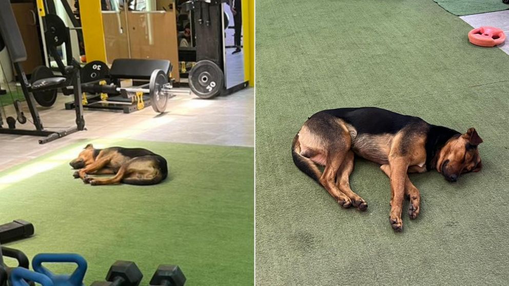 El desopilante nombre que le pusieron a un perro en un gimnasio: "Más conurbano profundo, imposible".