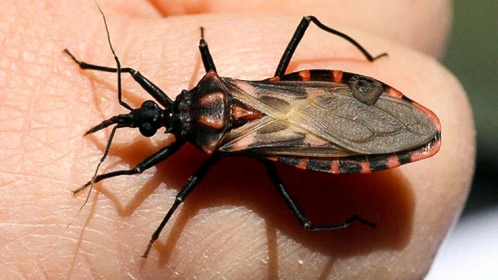 El Mal de Chagas tiene influencia en América Latina (Imagen ilustrativa).
