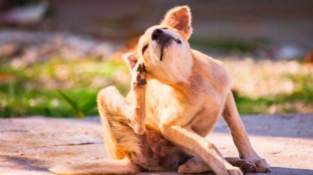 Con la llegada del calor, las pulgas se multiplican rápidamente, pero, por suerte, hay un truco casero que puede aliviar a tu mascota (Imagen ilustrativa).