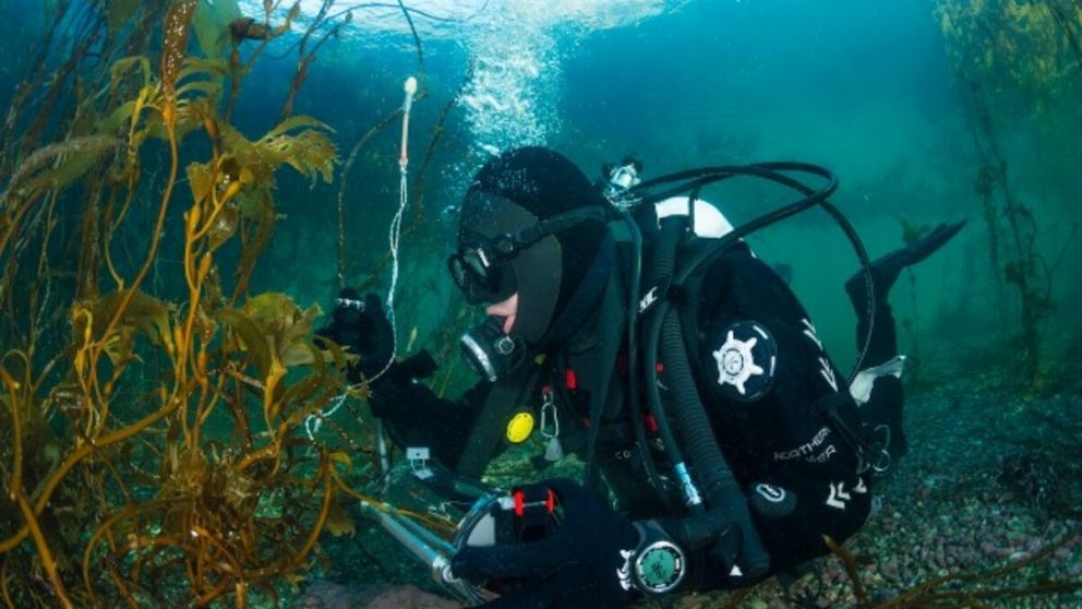 Preocupación por los bosques de algas marinas (Centro Ideal).