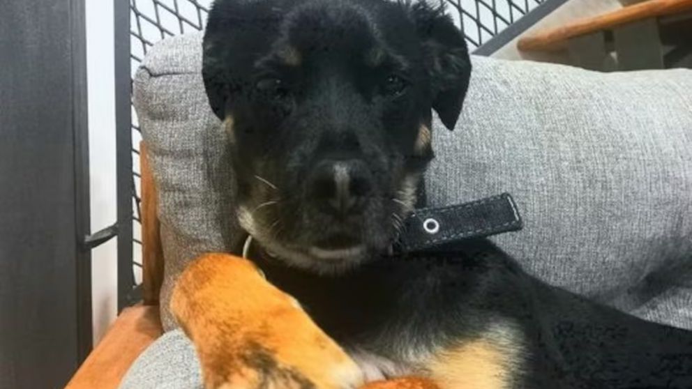 Una familia denunció que mataron a su perro y lo colgaron en la reja.