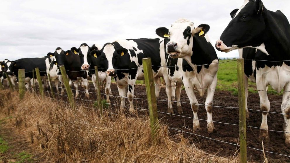 El caso se detectó en una granja de Estados Unidos (Imagen ilustrativa).