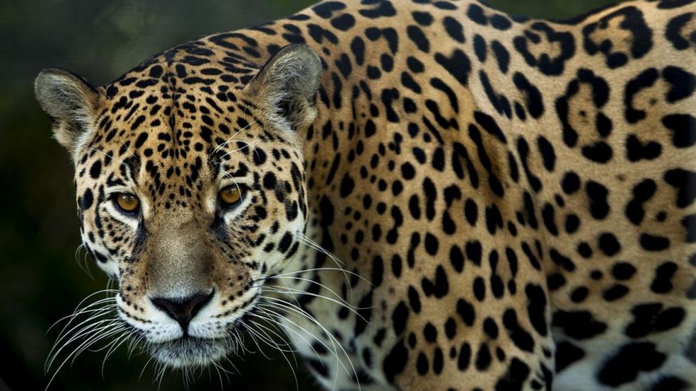 El jaguar se encuentra en peligro de extinción (Imagen ilustrativa).