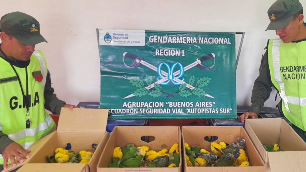 ¡Alto loro! Quedó libre tras incautarle 100 ejemplares de cotorras