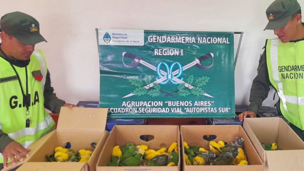 ¡Alto loro! Quedó libre tras incautarle 100 ejemplares de cotorras