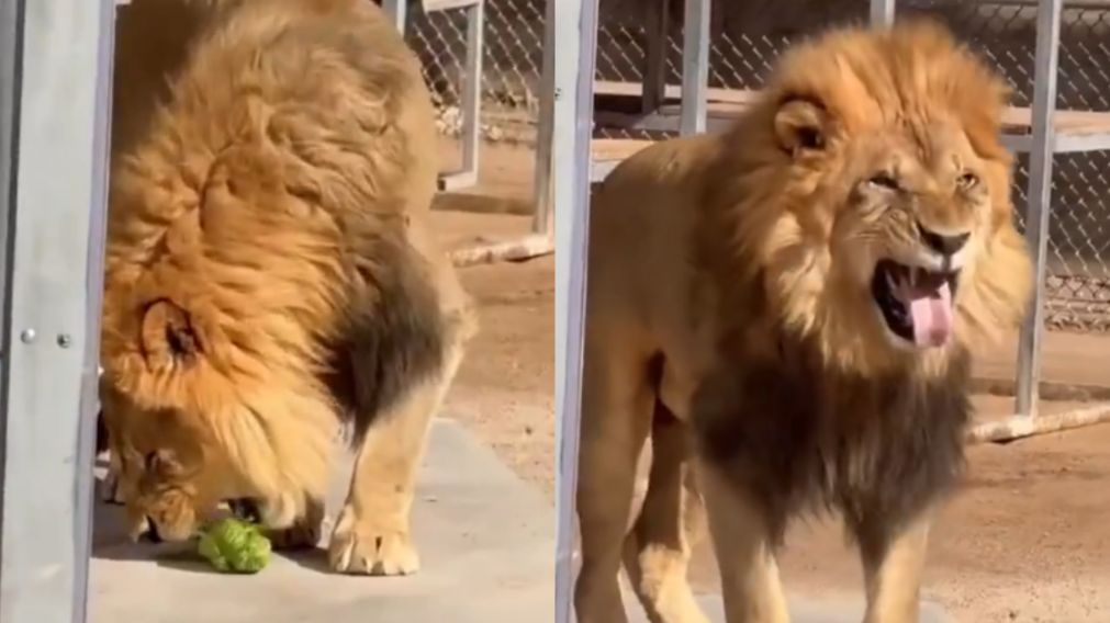 El león que es furor en las redes sociales.
