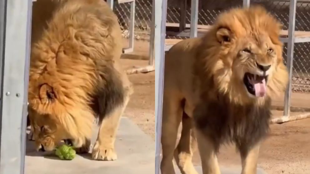 El león que es furor en las redes sociales.