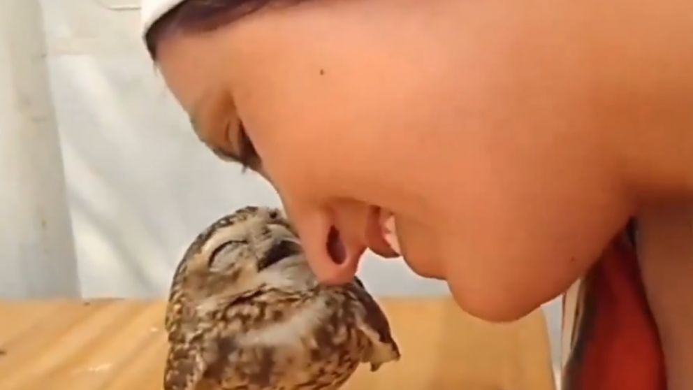 La lechuza mimosa que recibe mimos de una humana.