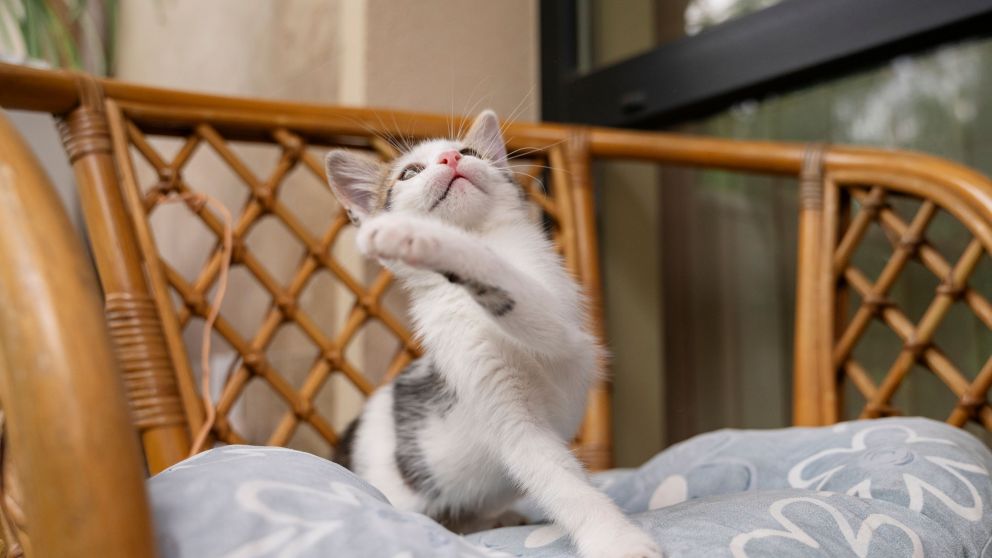 ¿Por qué se dice que los gatos tienen 7 vidas y cuál es el significado?
