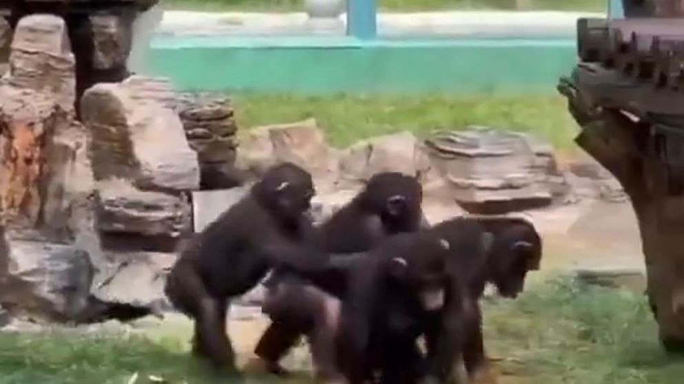 Monos de fiesta: así hacen trencito