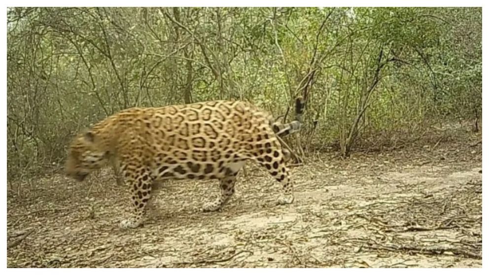 El ejemplar macho de yaguareté registrado (Gentileza Gobierno de Formosa).
