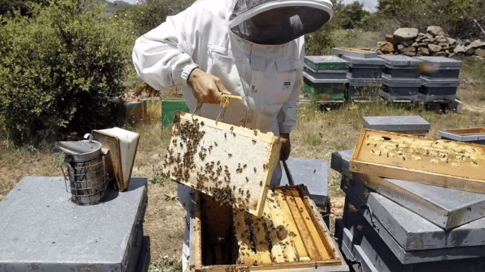 Vestidos de apicultores atacaron con abejas a la policía.