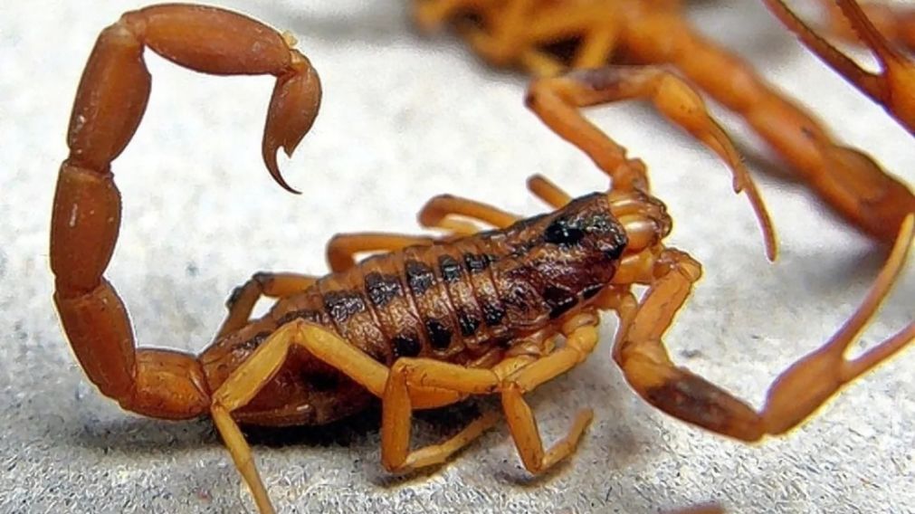 Con las altas temperaturas, los alacranes salen de sus escondites y pueden hacer uso de su veneno si se sienten amenazados.