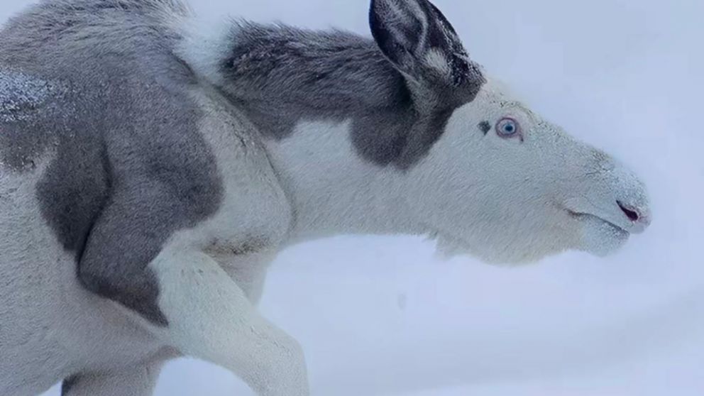 Sorprendente: apareció un alce albino en Noruega y causó furor en las redes