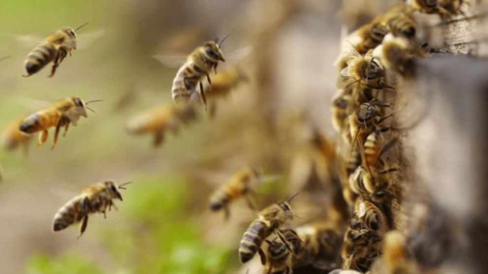 Dos personas fueron detenidas por arrojarle abejas a los policías durante un desalojo (Imagen ilustrativa).