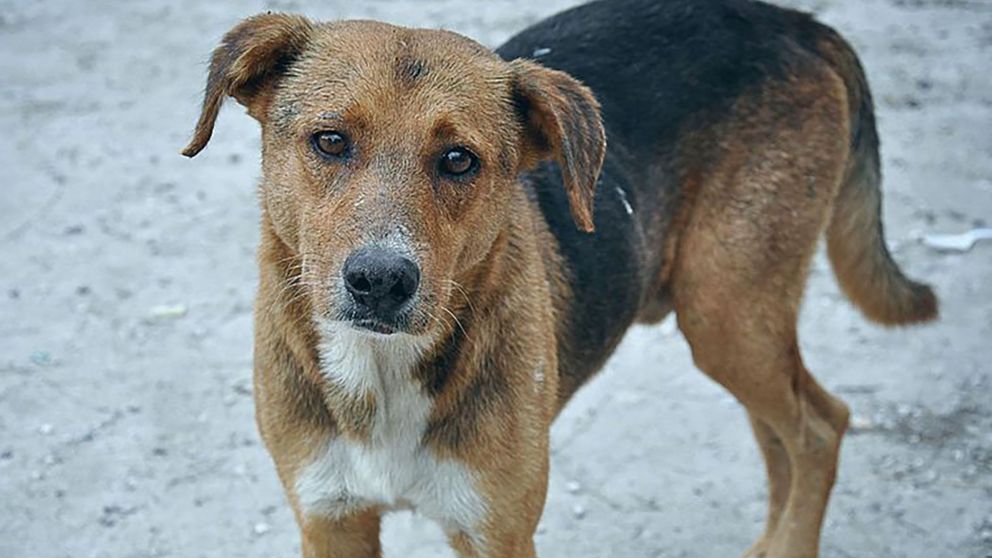 Una nueva ley en Turquía desata preocupación por el futuro de millones de perros callejeros