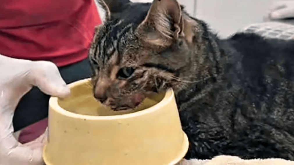 El "milagro" de Kiara, la gatita que pasó ocho días entre los escombros en Villa Gesell y sobrevivió