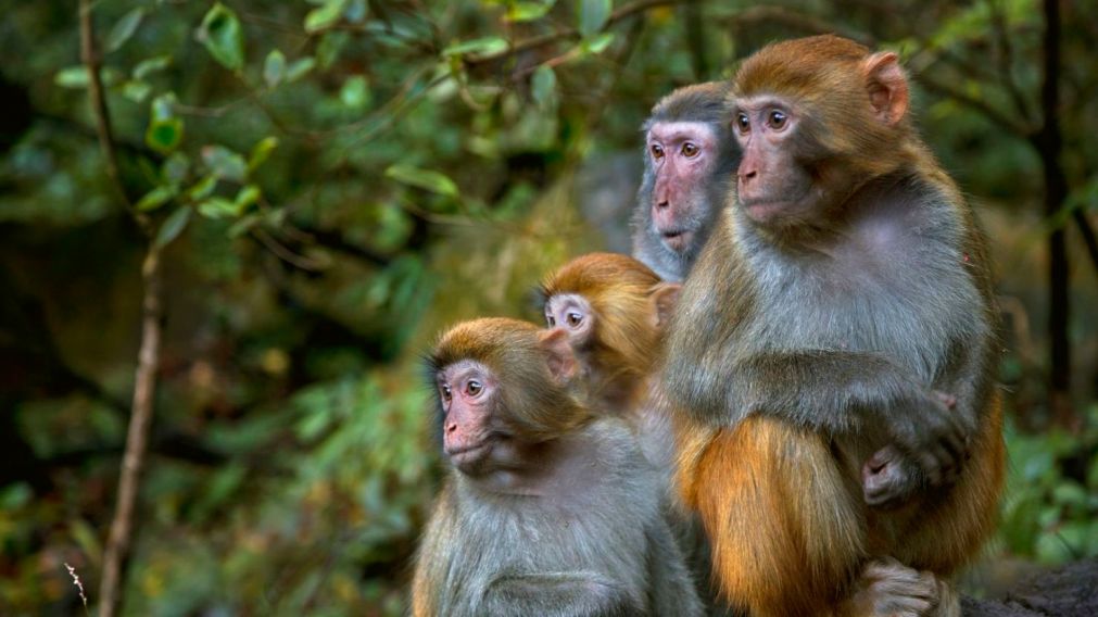 La especie de monos que se escapó es Macacos Rhesus (Imagen ilustrativa).