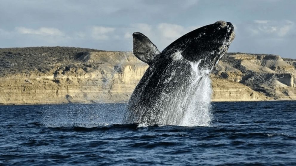 Un total de 21 ballenas aparecieron muertas en las costas de Península Valdés.