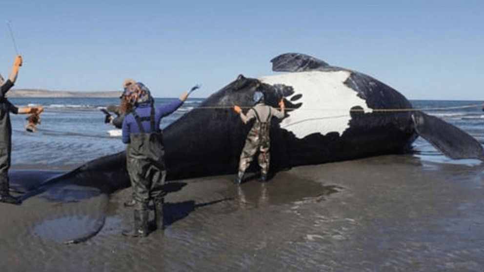 Península Valdés: hallaron más de 70 ballenas muertas en la playa