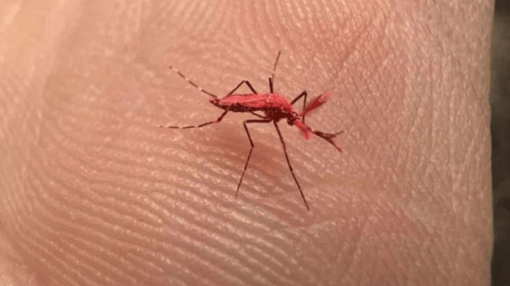 Cómo reconocer a los mosquitos fluorescentes que liberarán para combatir el dengue