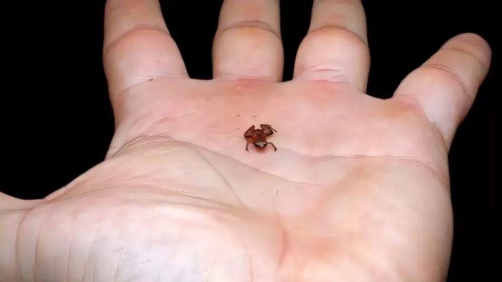 La nueva especie de anfibio se destaca no solo por su diminuto tamaño, sino también por su adaptación a microhábitats específicos.