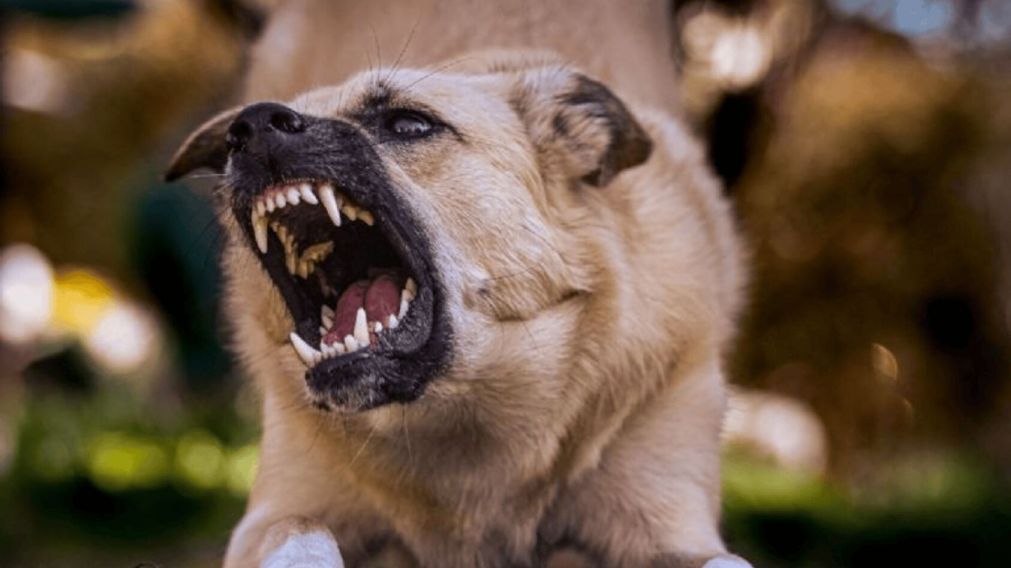 Una nena de 10 años murió al ser atacada inesperadamente por el perro de su familia (Imagen ilustrativa/Freepik).