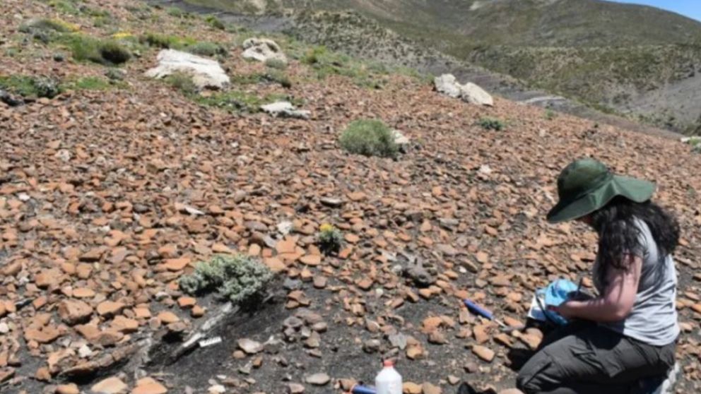 Los paleont�logos lograron los hallazgos luego de dos jornadas de trabajo.