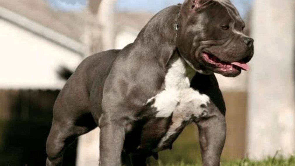 El pitbull atacó al niño mientras jugaba en el patio. Imagen ilustrativa.