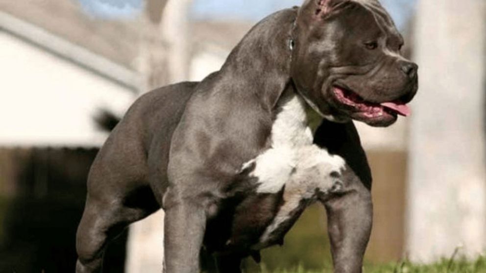 El pitbull atacó al niño mientras jugaba en el patio. Imagen ilustrativa.