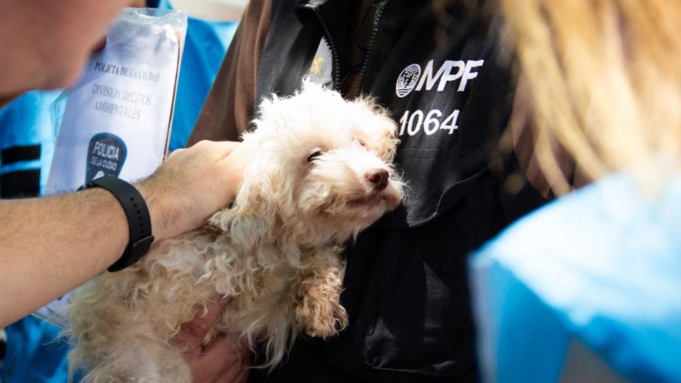 Así fue el rescate de los caniche toy de un criadero ilegal en Flores.