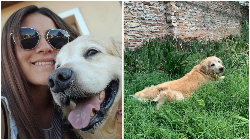 Tras compartir el mensaje que le envió la chica por el perro que tiene en común con ex pareja, María recibió cientos de comentarios (Captura X).