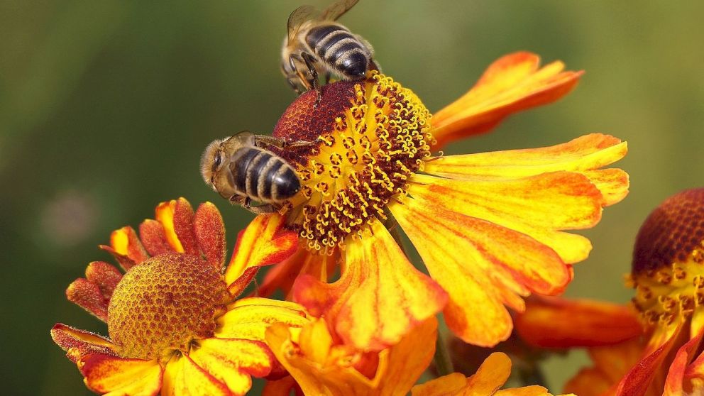 Las abejas son polinizadoras, pero también traen su peligro (Imagen ilustrativa).