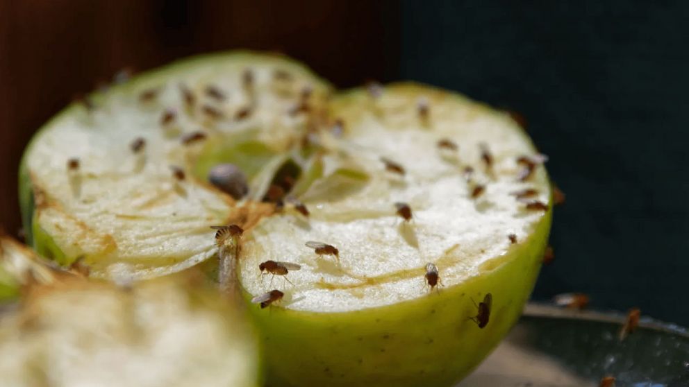 Decile "chau" a esas molestas mosquitas de la humedad, con este truco casero e infalible.