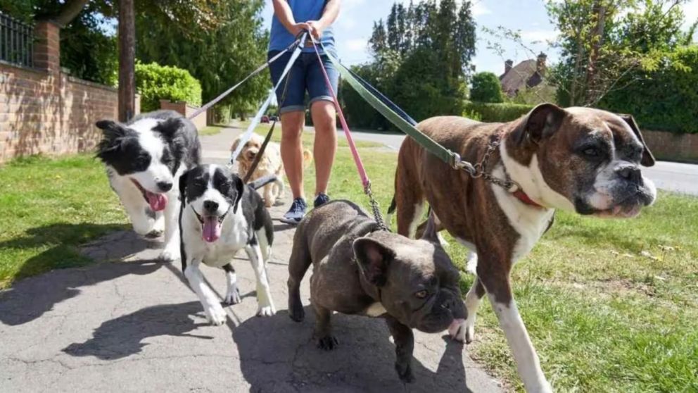 Una paseadora murió luego de ser atacada por los 8 perros que había llevado a un parque (Imagen ilustrativa).