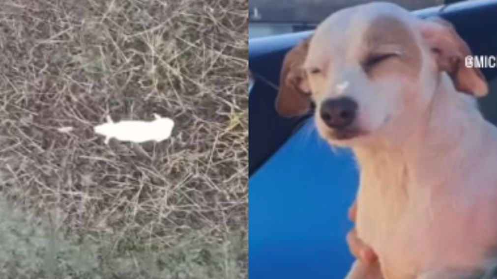El particular rescate de la perrita cruza jack russell-whippet.